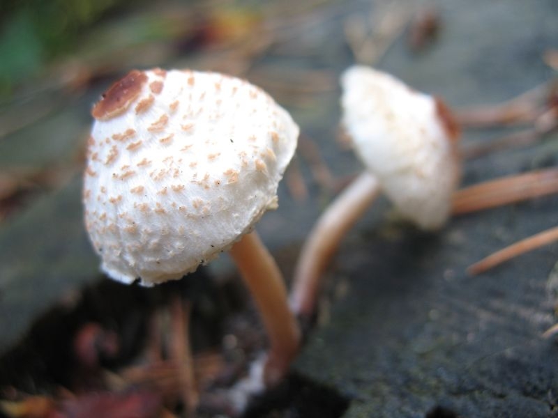 2006 10 Myco Etang d'Or 19